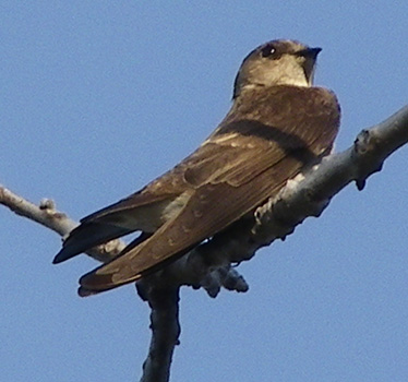 Northern Rough-winged Swallow adult Wilderness 4_28_2013